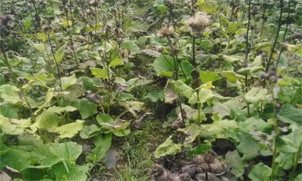 木香的采种方法