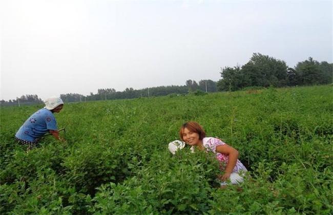 白芍田间管理