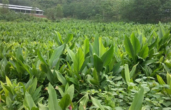 种植姜黄需要注意