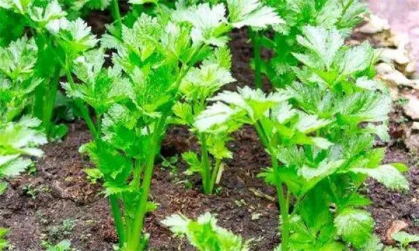 越冬芹菜怎样进行品种选择