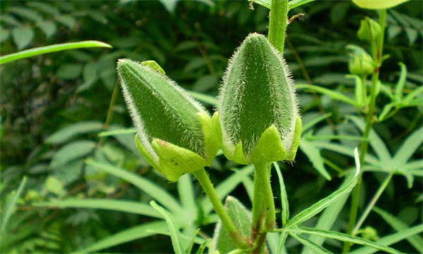 黄秋葵的种植条件