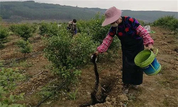 沙糖桔的施肥方法