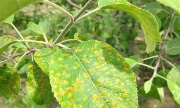 苹果叶片感染锈病的症状