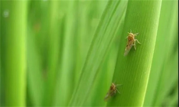 灰飞虱的生活习性