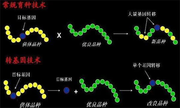 什么是转基因技术