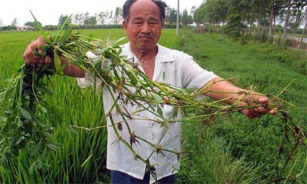 如何杀死稻田里的水花生