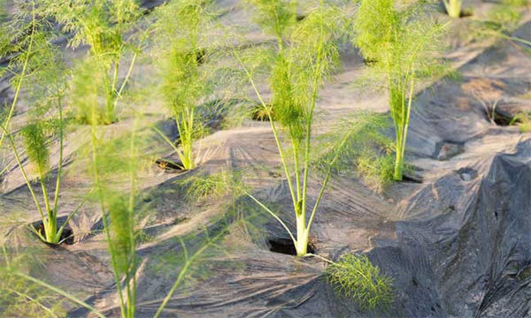 胡萝卜种植土壤