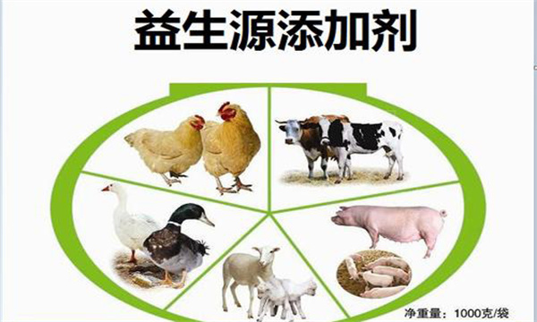 如何正确使用饲料添加剂