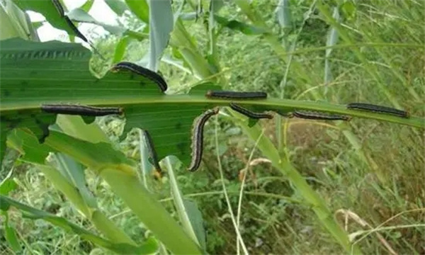 怎样防治黏虫