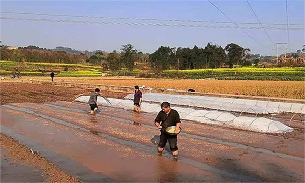 秧田准备