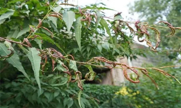 如何防治苹果瘤蚜